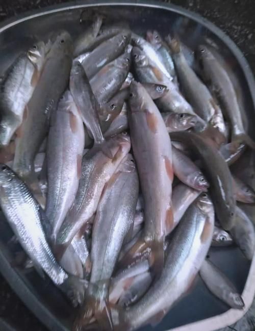鳳陽(yáng)龍魚(yú)有哪些獨(dú)特品種？，鳳陽(yáng)龍魚(yú)是什么品種？