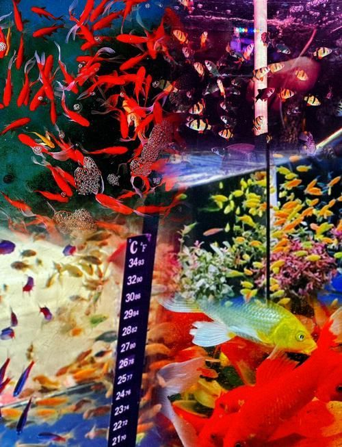 哪里可以購買到貴陽的龍魚？，如何購買一條健康的貴陽龍魚
