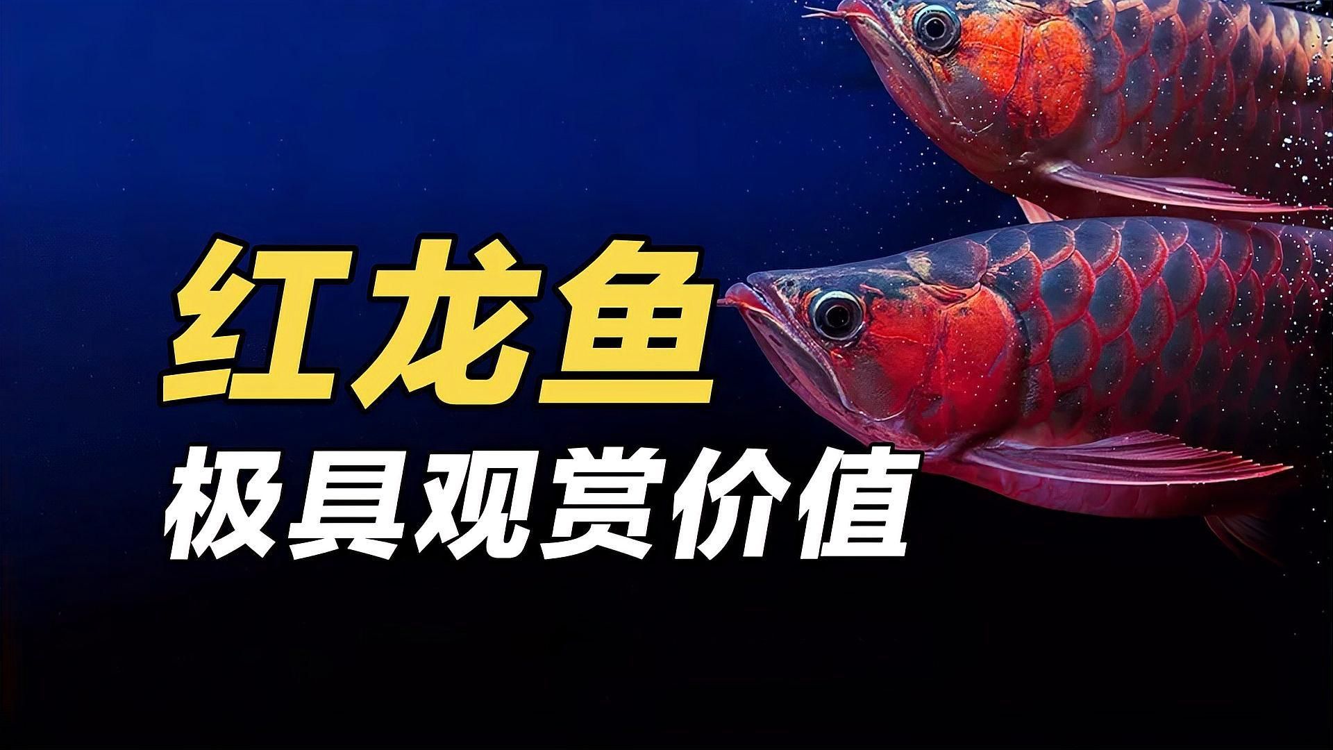紅龍魚最佳觀賞角度，紅龍魚的最佳觀賞角度