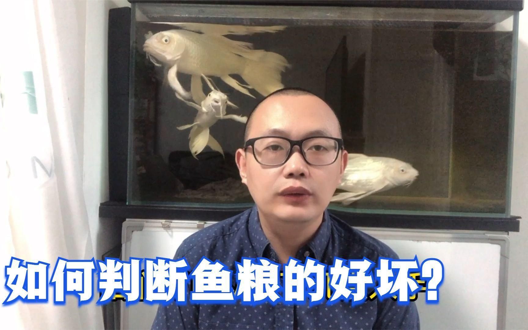 如何判斷魚糧是否新鮮？，判斷魚糧是否新鮮是確保魚類健康生長的關鍵觀察顏色變化