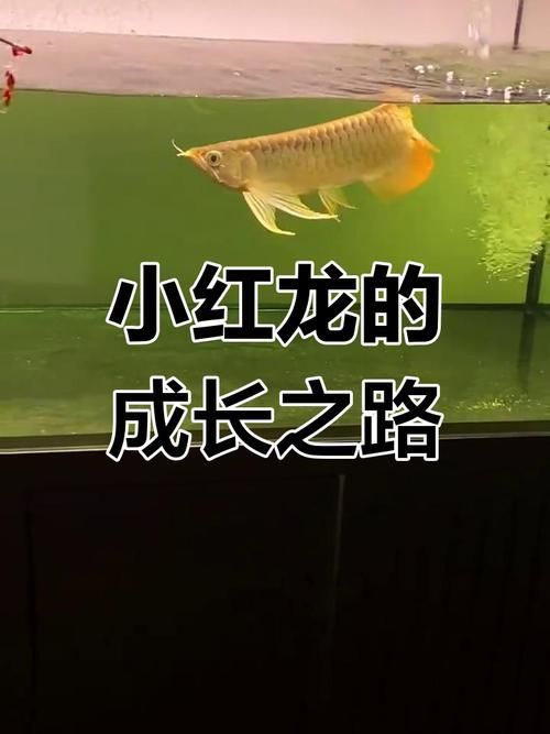 提供紅龍魚成長過程的圖片，紅龍魚發色停滯期怎么辦