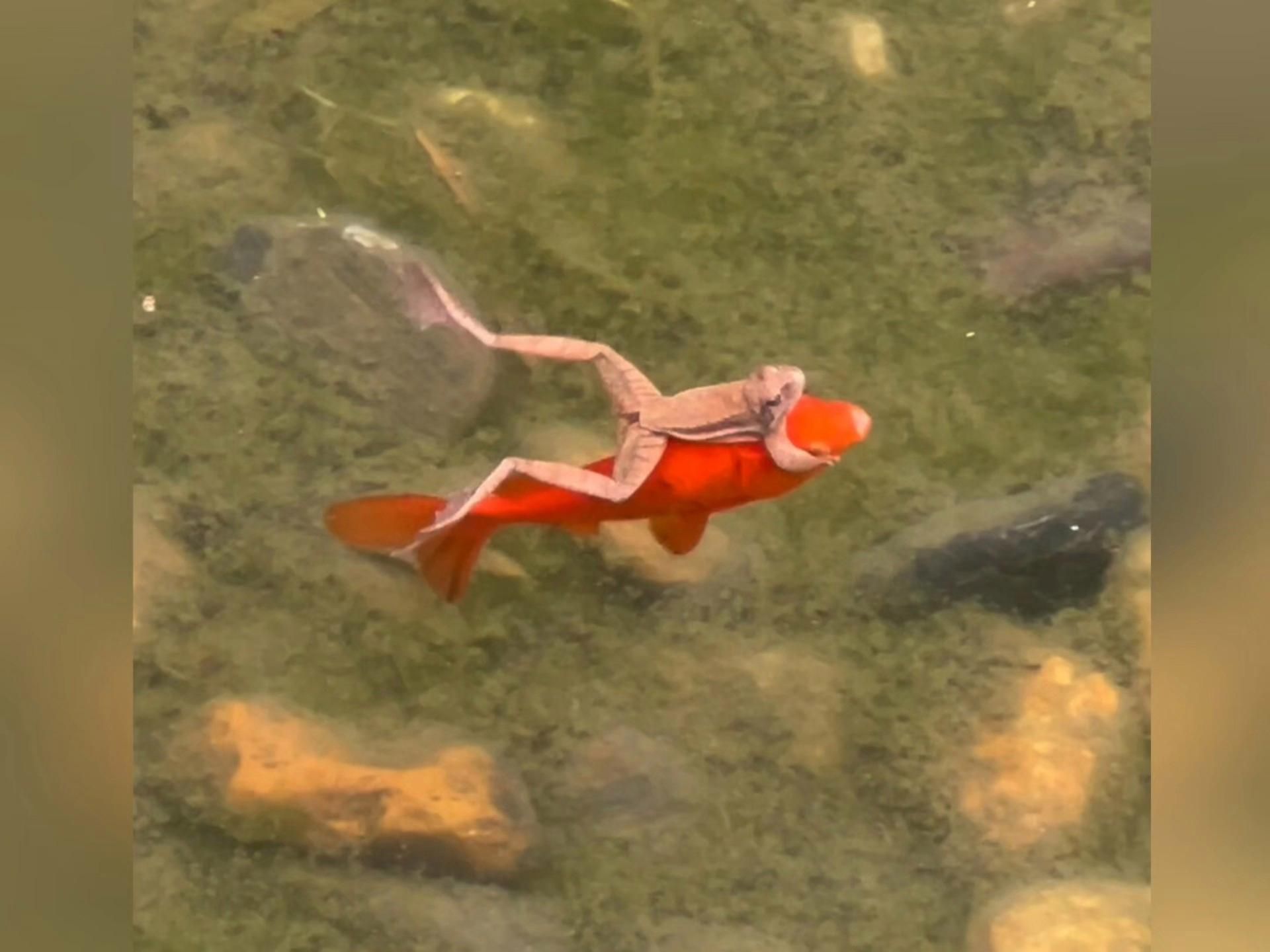有哪些魚可以幾個月不喂，關于魚類生存的問題