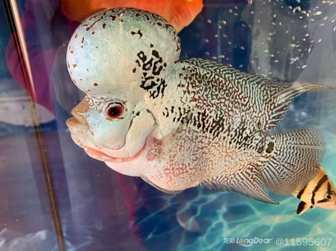 給我一些金頭過背金龍魚的高清圖片，金頭過背金龍魚