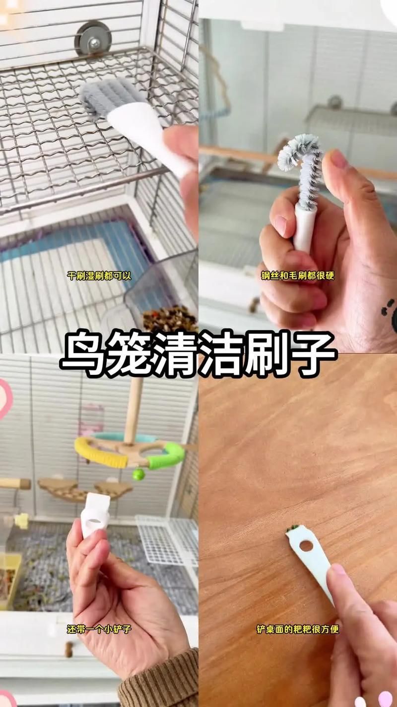 如何預防龍貓細菌傳播，如何科學預防龍貓細菌傳播
