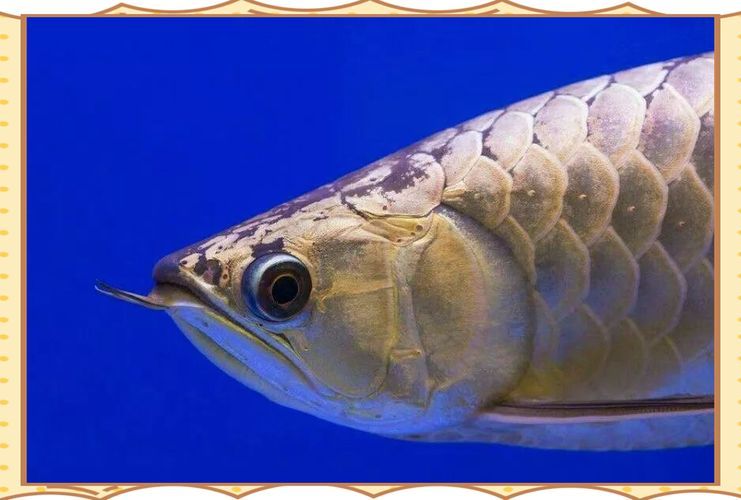 如何矯正龍魚的兜嘴？，如何矯正龍魚兜嘴