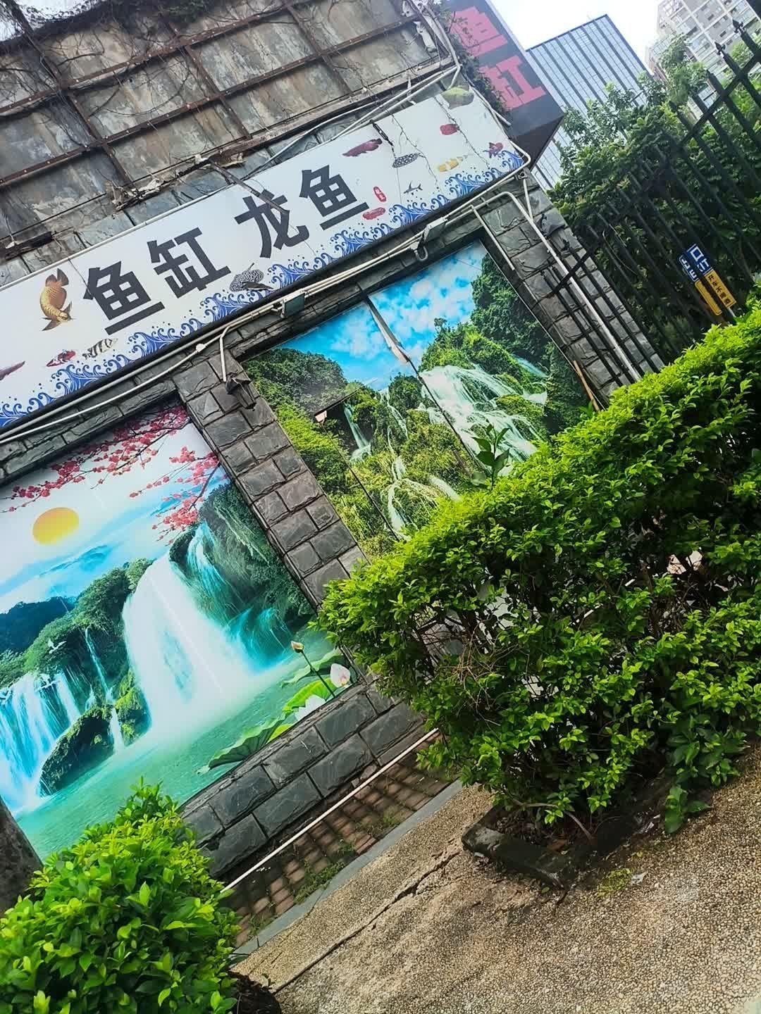 深圳還有哪些地方可以購(gòu)買龍魚？，深圳哪里可以買龍魚
