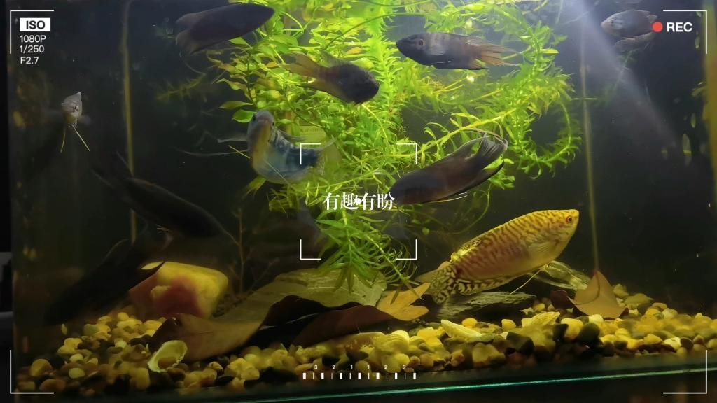 曼龍魚混養需要多大的魚缸？，曼龍魚混養需要多大的魚缸,曼龍魚混養搭配清單