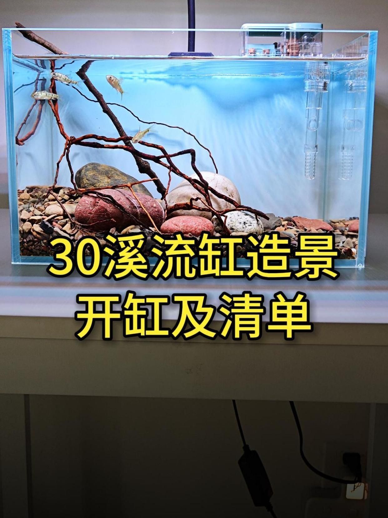 祥龍魚場的實景缸如何布置？，祥龍魚場的實景缸布置