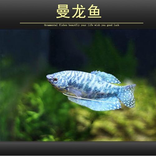 曼龍魚的價格是多少？，曼龍魚的價格是多少