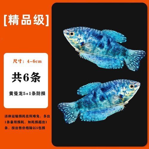 曼龍魚的價格是多少？，曼龍魚的價格是多少
