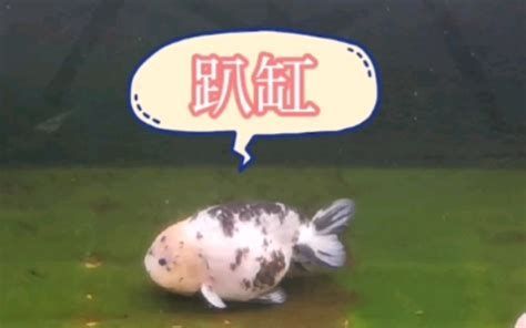 龍魚(yú)炸鱗趴缸如何急救處理？，龍魚(yú)“炸鱗趴缸”急救處理指南
