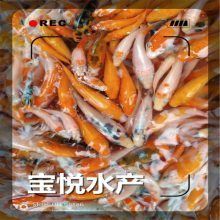 龍魚(yú)飼料魚(yú)有哪些種類(lèi)，關(guān)于龍魚(yú)飼料魚(yú)的一些建議