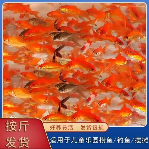 龍魚(yú)飼料魚(yú)有哪些種類(lèi)，關(guān)于龍魚(yú)飼料魚(yú)的一些建議