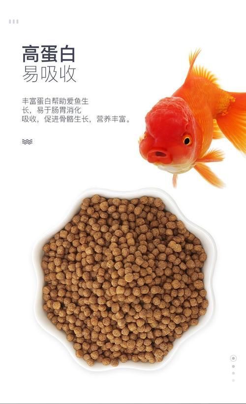 龍魚(yú)飼料魚(yú)有哪些種類(lèi)，關(guān)于龍魚(yú)飼料魚(yú)的一些建議