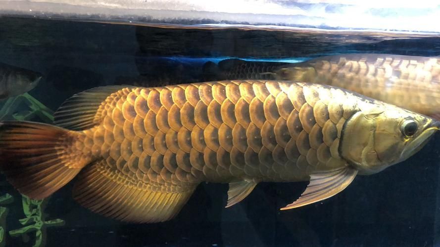 給我推薦幾款高品質(zhì)的金龍魚過背，如何區(qū)分真假過背金龍魚，推薦幾款高品質(zhì)的金龍魚過背圖片