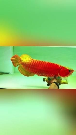 如何判斷紅龍魚的品質？，如何判斷紅龍魚的品質及質？