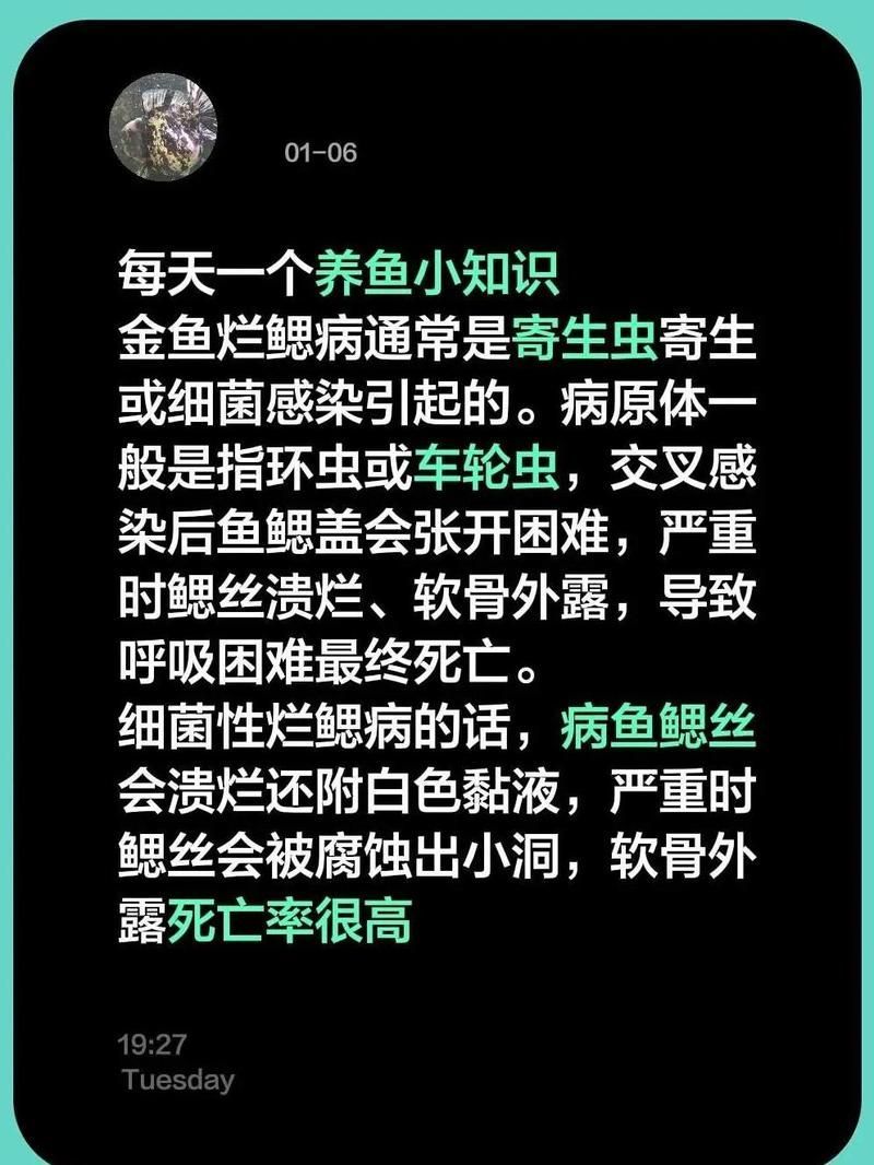 有哪些藥物可以治療魚(yú)鰓蓋損壞，治療魚(yú)鰓蓋損壞的藥物