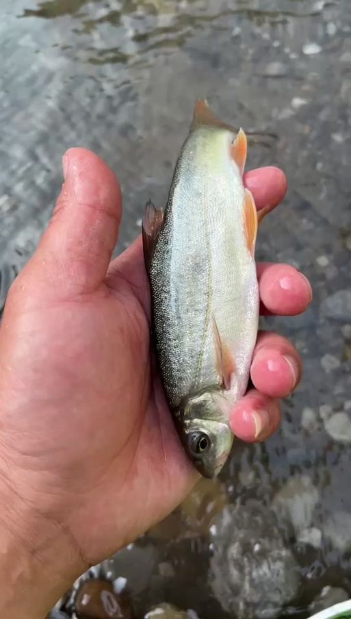 拉薩龍魚有哪些獨特的生存技巧？，“拉薩龍魚”并非真實存在的生物物種拉薩龍魚并非真實存在的生物