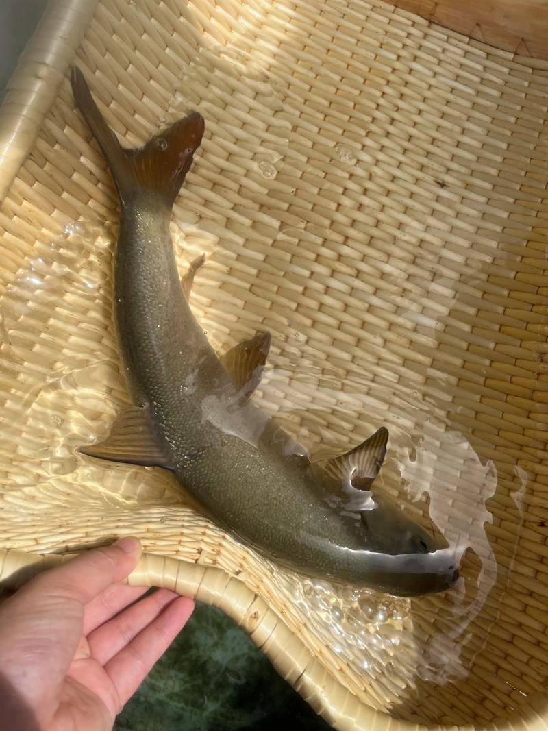 拉薩龍魚有哪些獨特的生存技巧？，“拉薩龍魚”并非真實存在的生物物種拉薩龍魚并非真實存在的生物