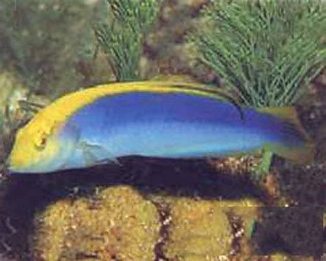 龍魚鰓蓋發(fā)色過程是怎樣的？，龍魚的鰓蓋發(fā)色過程是怎樣的？