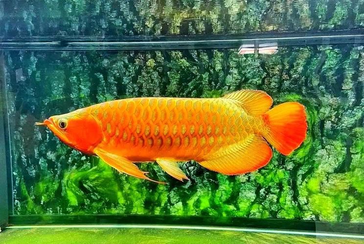 冠軍金龍魚的價格是多少，一條魚換一套房登上熱搜，冠軍金龍魚的價格是多少