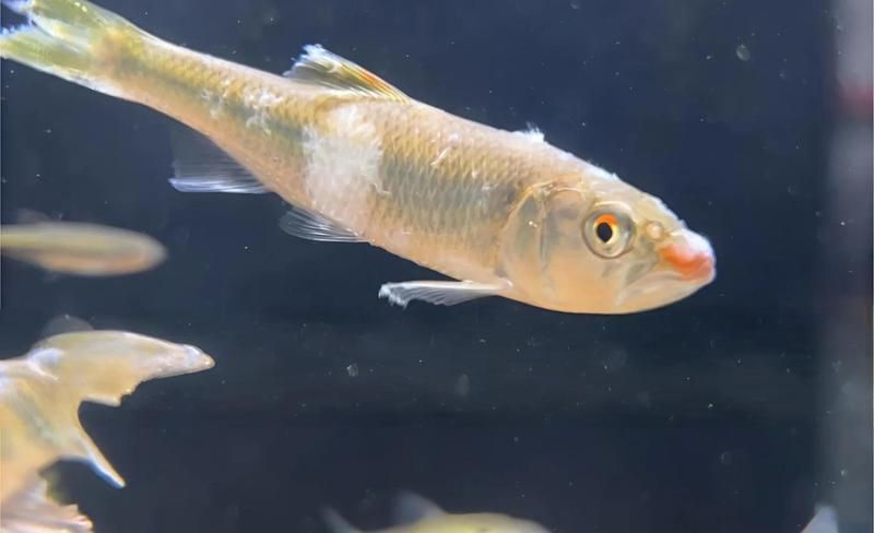 如何判斷魚是否感染水霉菌，如何判斷魚是否感染了水霉菌
