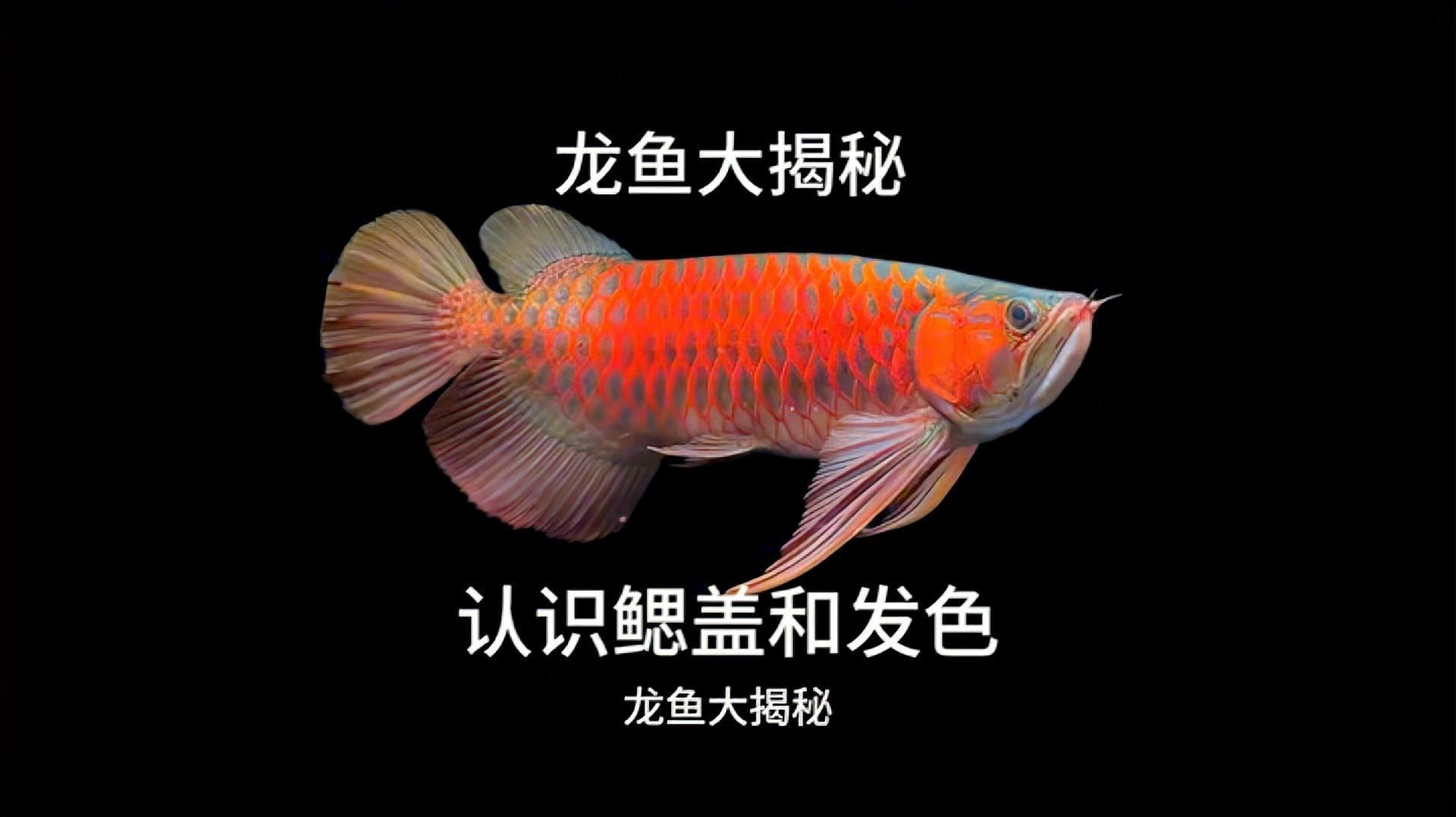 如何辨別印尼龍魚的真假？，如何辨別印尼龍魚