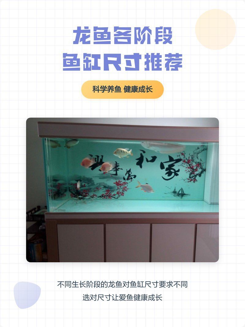 龍魚(yú)缸需要多大才合適？，如何選擇適合龍魚(yú)的魚(yú)缸？