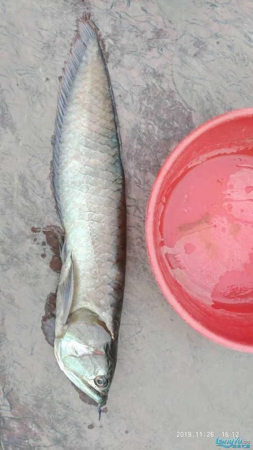 龍魚下顎起了肉疙瘩，應(yīng)該如何緊急處理？，龍魚下顎出現(xiàn)肉疙瘩共調(diào)用戶要求詳細(xì)解釋龍魚下顎出現(xiàn)肉疙瘩