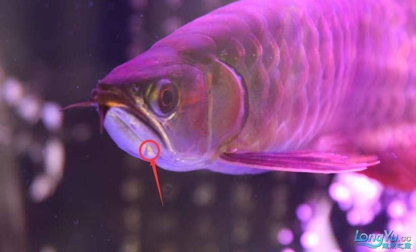 龍魚下顎起了肉疙瘩，應(yīng)該如何緊急處理？，龍魚下顎出現(xiàn)肉疙瘩共調(diào)用戶要求詳細(xì)解釋龍魚下顎出現(xiàn)肉疙瘩
