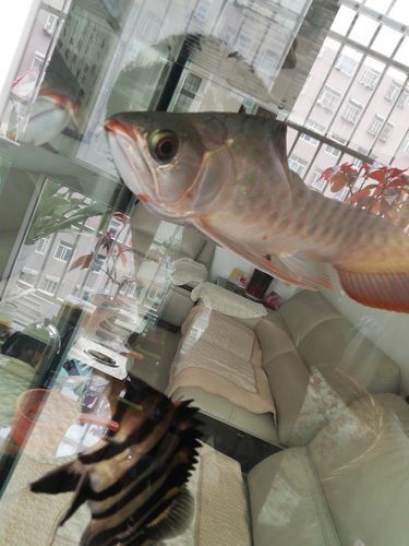 龍魚下顎起了肉疙瘩，應該如何緊急處理？，龍魚下顎出現肉疙瘩共調用戶要求詳細解釋龍魚下顎出現肉疙瘩