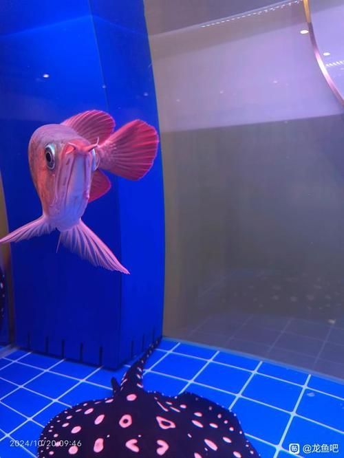 龍魚下顎起了肉疙瘩，應該如何緊急處理？，龍魚下顎出現肉疙瘩共調用戶要求詳細解釋龍魚下顎出現肉疙瘩