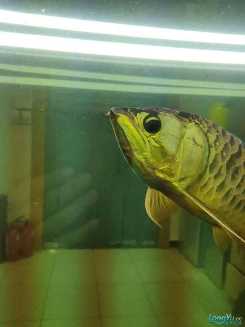 龍魚下顎起了肉疙瘩，應該如何緊急處理？，龍魚下顎出現肉疙瘩共調用戶要求詳細解釋龍魚下顎出現肉疙瘩