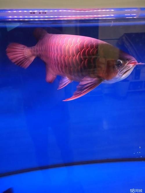 給我推薦幾款60公分紅龍魚，60公分紅龍魚如何挑選
