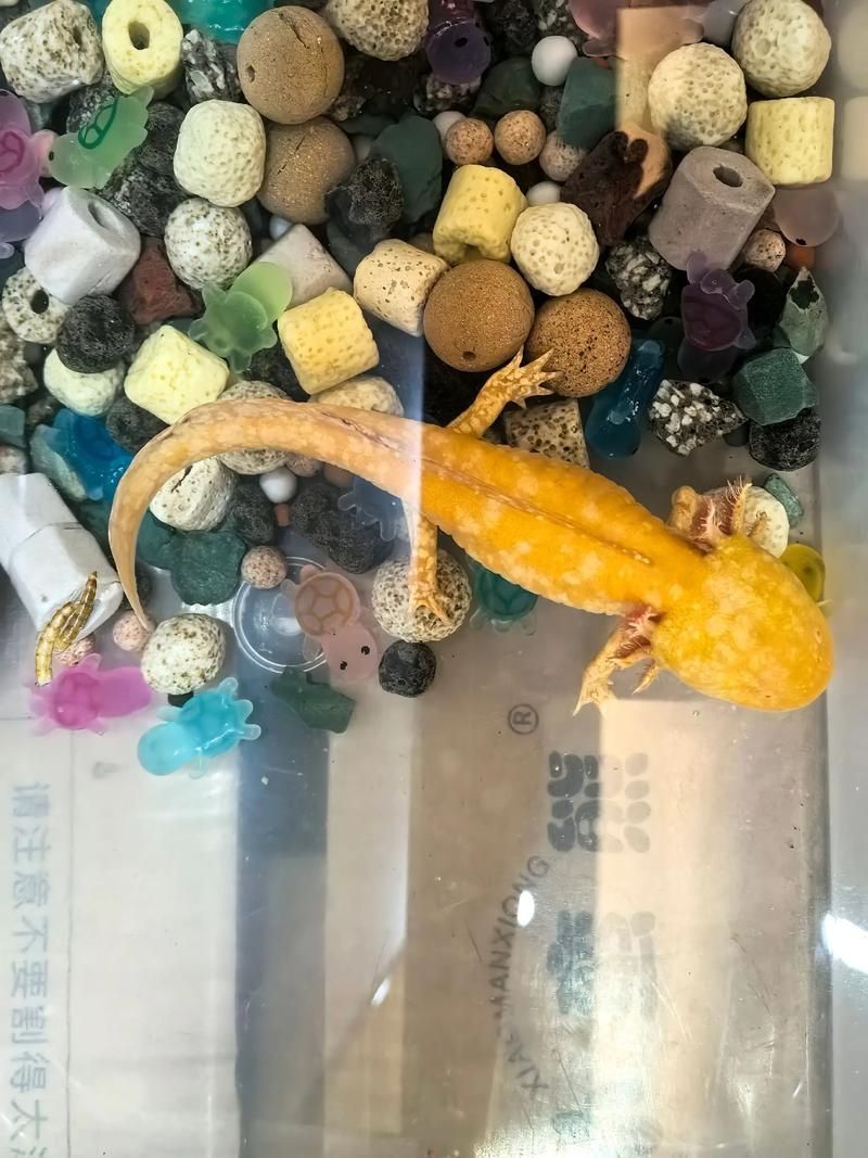 有哪些方法可以訓練六角恐龍魚，六角恐龍魚的飼養與行為訓練