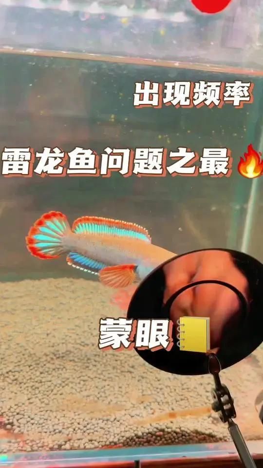 如何治療魚蒙眼病，養魚筆記第3季104集