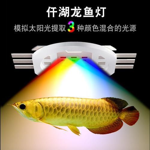 仟湖專用龍魚燈的用戶評價如何？，仟湖專用龍魚燈用戶評價如何