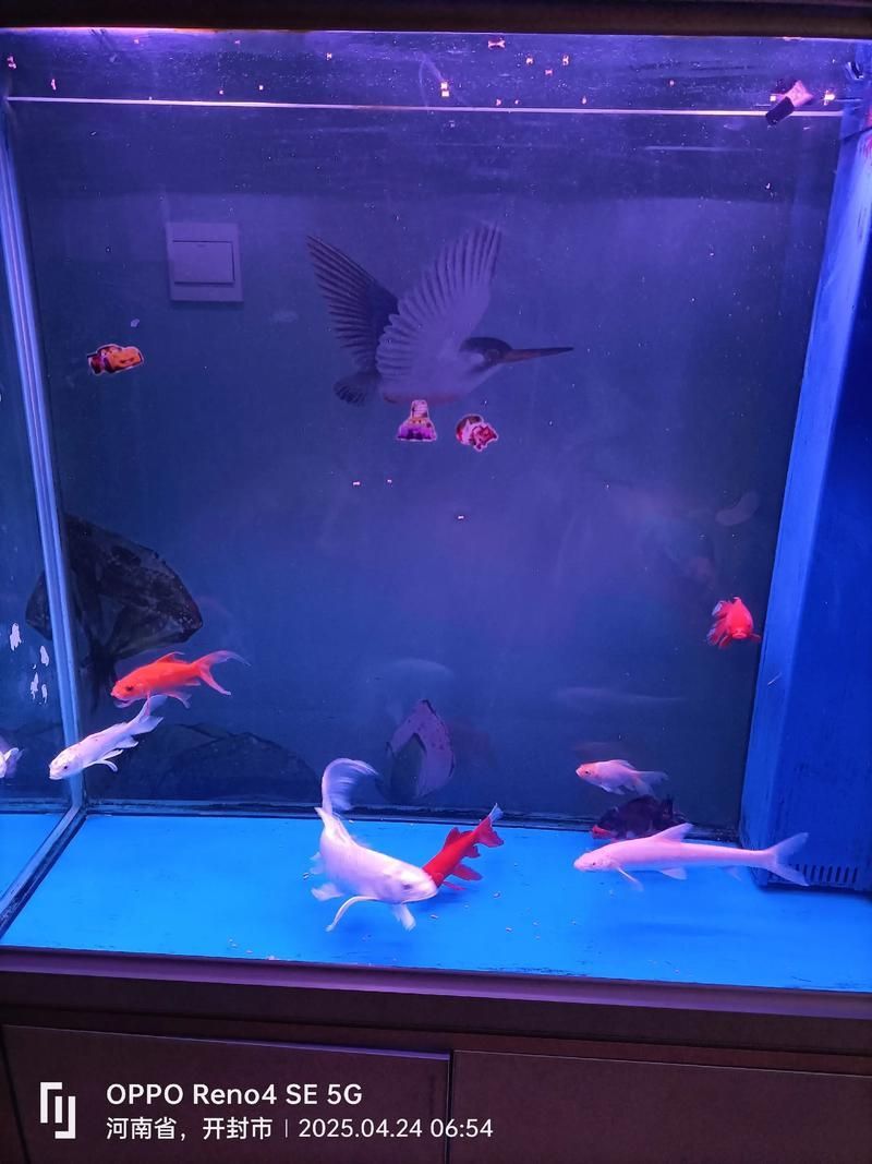 白子金龍魚需要哪些特殊設備