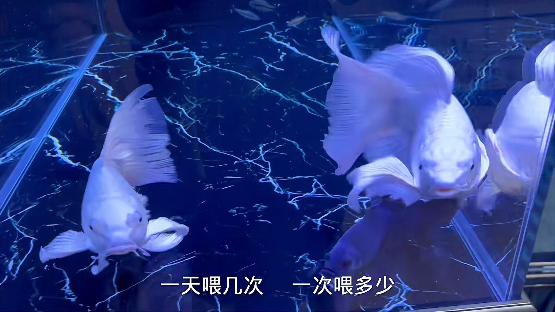 蝴蝶鯉多久喂一次？
