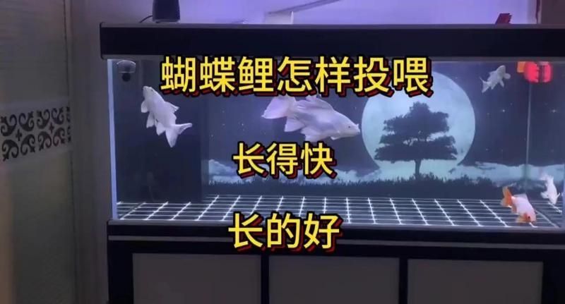 蝴蝶鯉多久喂一次？