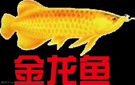如何判斷金龍魚是否得病，如何判斷金龍魚的健康狀況