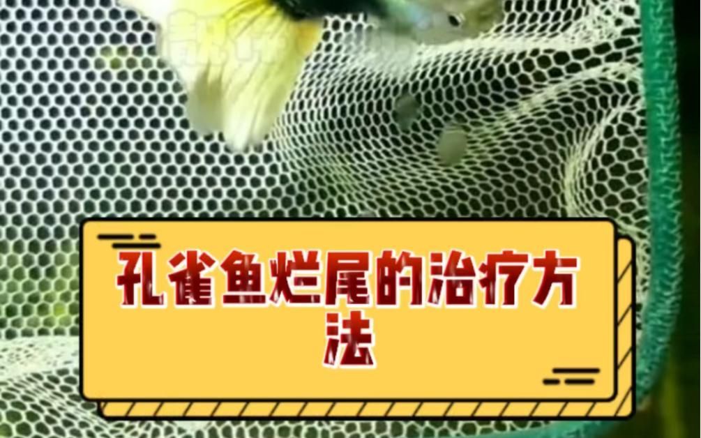 孔雀魚爛尾病最簡單治療，孔雀魚爛尾病最簡單治療,孔雀魚爛尾病最簡單治療方案
