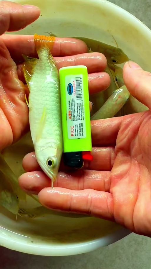 給我一些1-2cm金龍魚幼苗的圖片，1-2cm金龍魚幼苗給我一些1-2cm金龍魚幼苗圖片