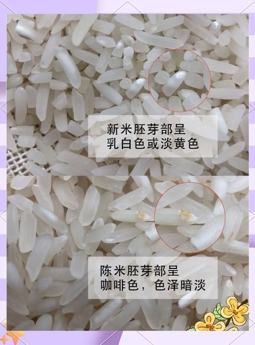 如何判斷大米的新鮮度？，判斷大米新鮮度的方法包括1000字→t1354-