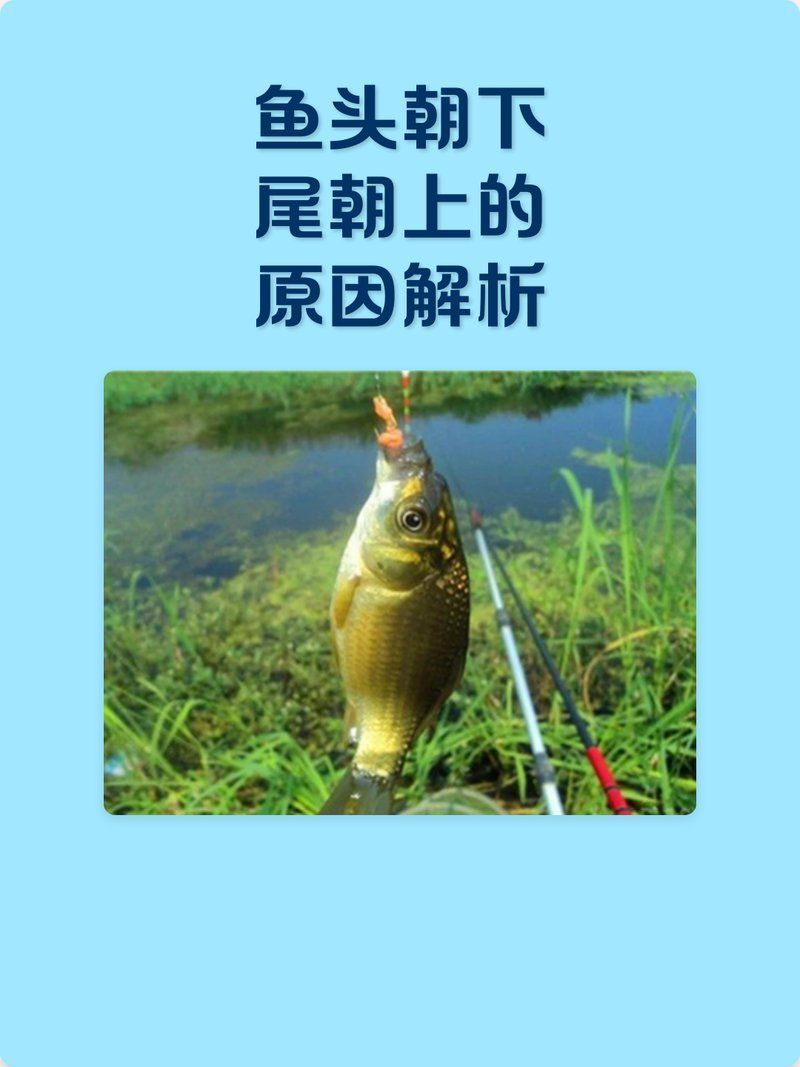 魚頭朝下尾巴朝上怎么治，魚頭朝下尾巴朝上是什么原因