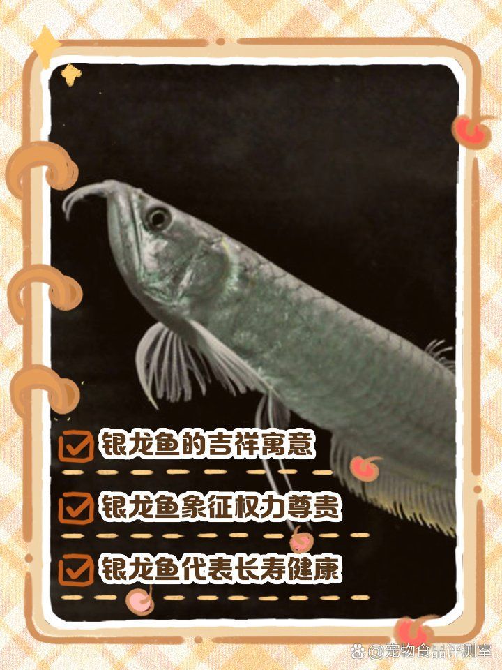 養一條銀龍魚代表什么，養一條銀龍魚代表什么，養一條銀龍魚代表什么象征與寓意