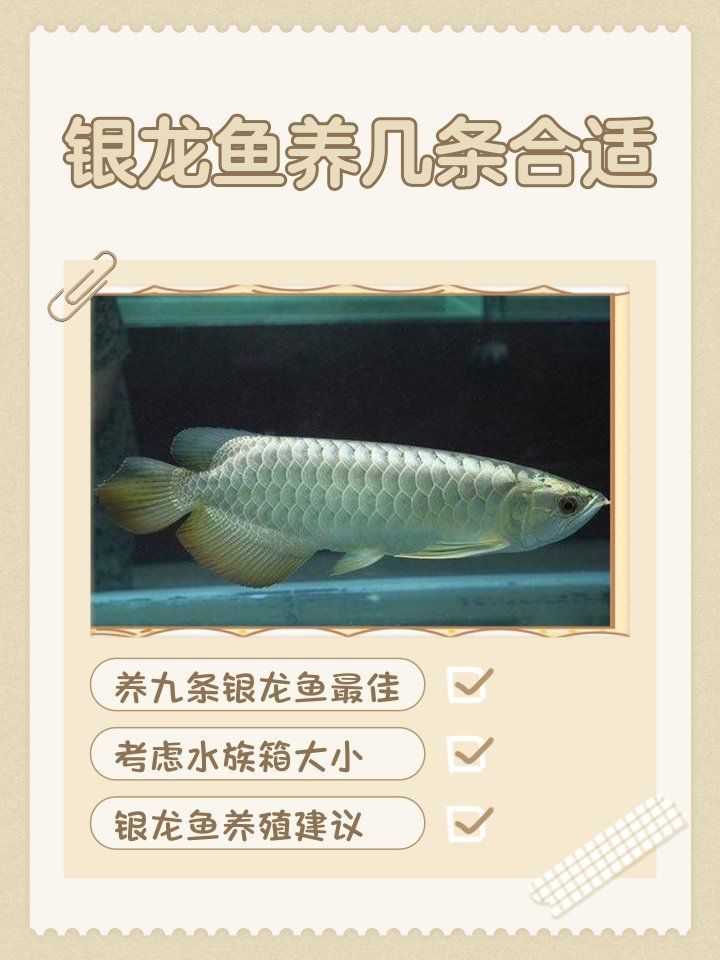 養一條銀龍魚代表什么，養一條銀龍魚代表什么，養一條銀龍魚代表什么象征與寓意