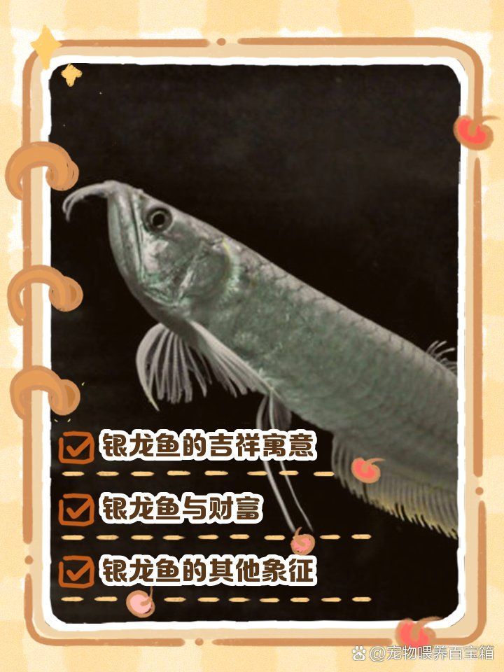 養(yǎng)一條銀龍魚(yú)代表什么，養(yǎng)一條銀龍魚(yú)代表什么，養(yǎng)一條銀龍魚(yú)代表什么象征與寓意