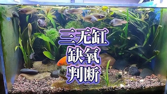 有哪些魚(yú)缸缺氧的預(yù)警信號(hào)，魚(yú)缸缺氧有什么表現(xiàn)？