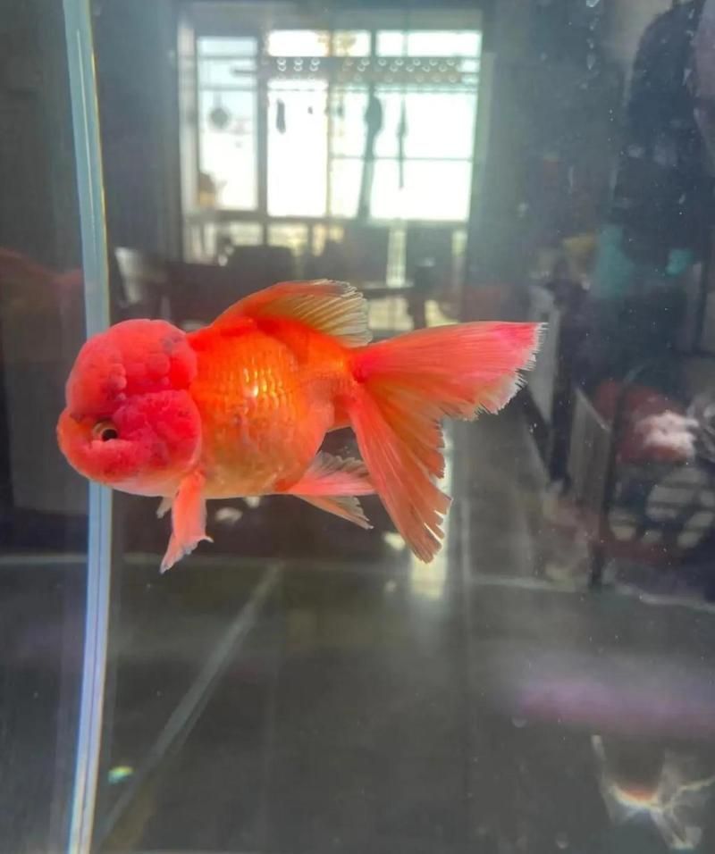 金魚受傷破皮后多久會自愈，金魚自愈能力盤點新一寵物金魚爛鰭爛尾自愈能力盤點